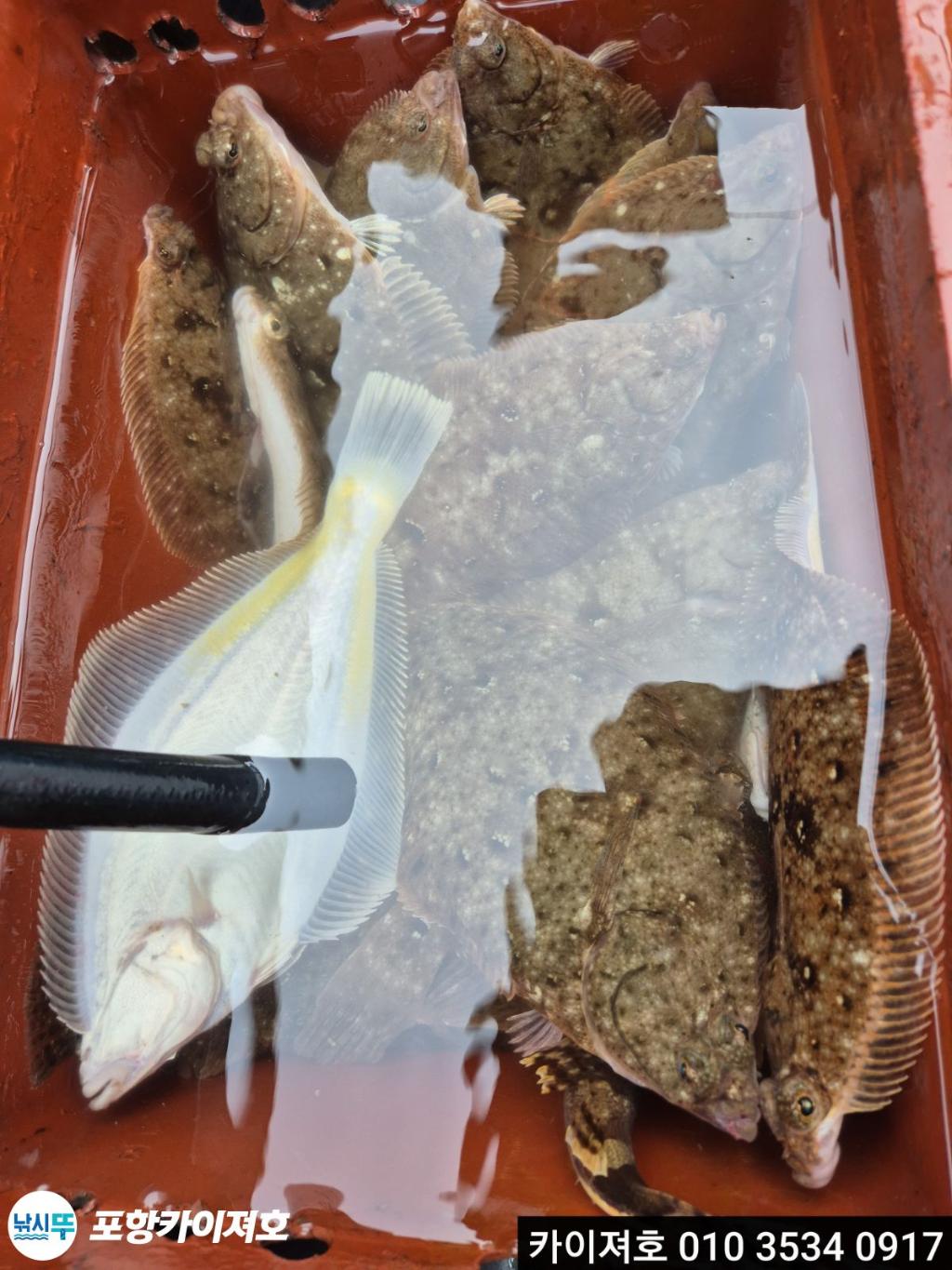 낚시뚜,도다리,영일만항,포항카이져호,낚시뚜31