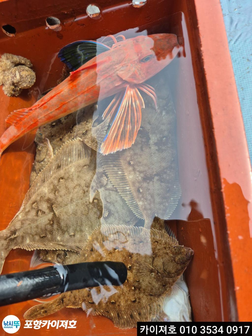 낚시뚜,도다리,영일만항,포항카이져호,낚시뚜30