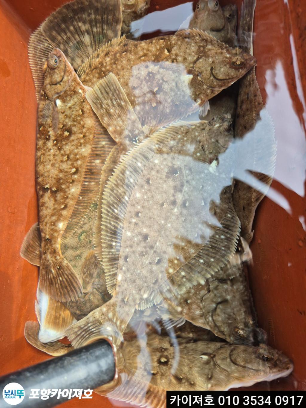 낚시뚜,도다리,영일만항,포항카이져호,낚시뚜29