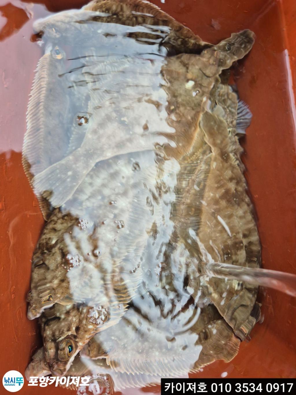 낚시뚜,도다리,영일만항,포항카이져호,낚시뚜28