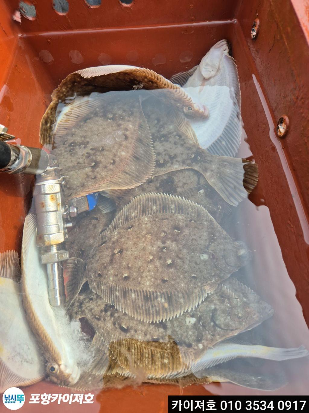 낚시뚜,도다리,영일만항,포항카이져호,낚시뚜27