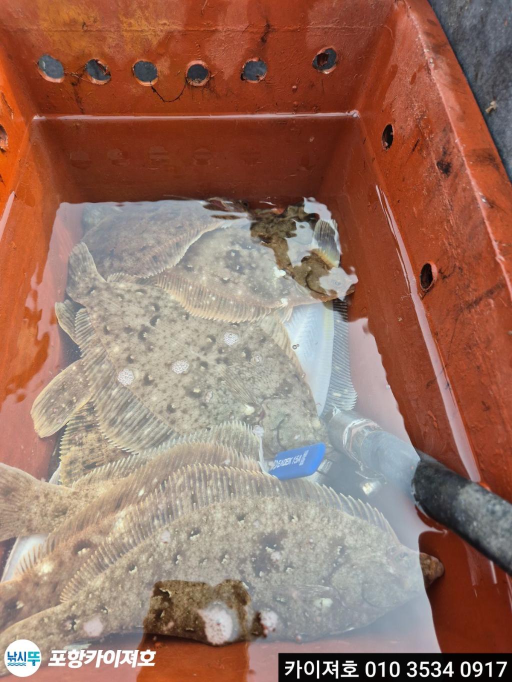 낚시뚜,도다리,영일만항,포항카이져호,낚시뚜26