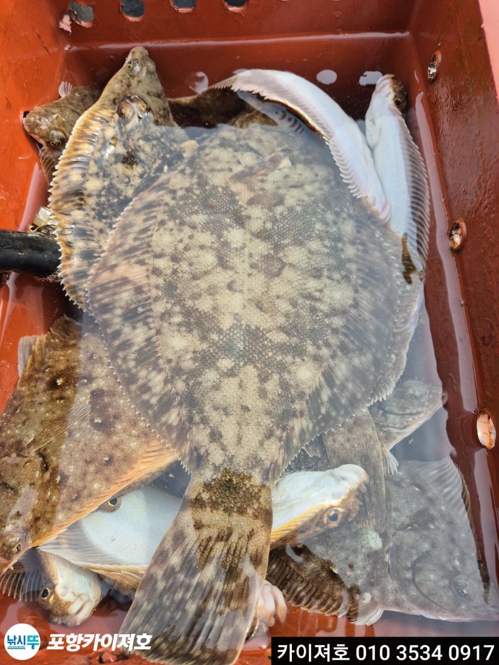 낚시뚜,도다리,영일만항,포항카이져호,낚시뚜25