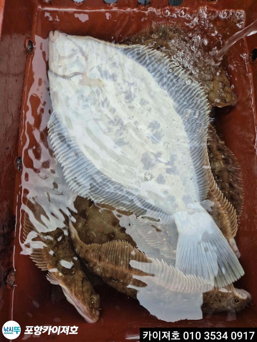 낚시뚜,도다리,영일만항,포항카이져호,낚시뚜23