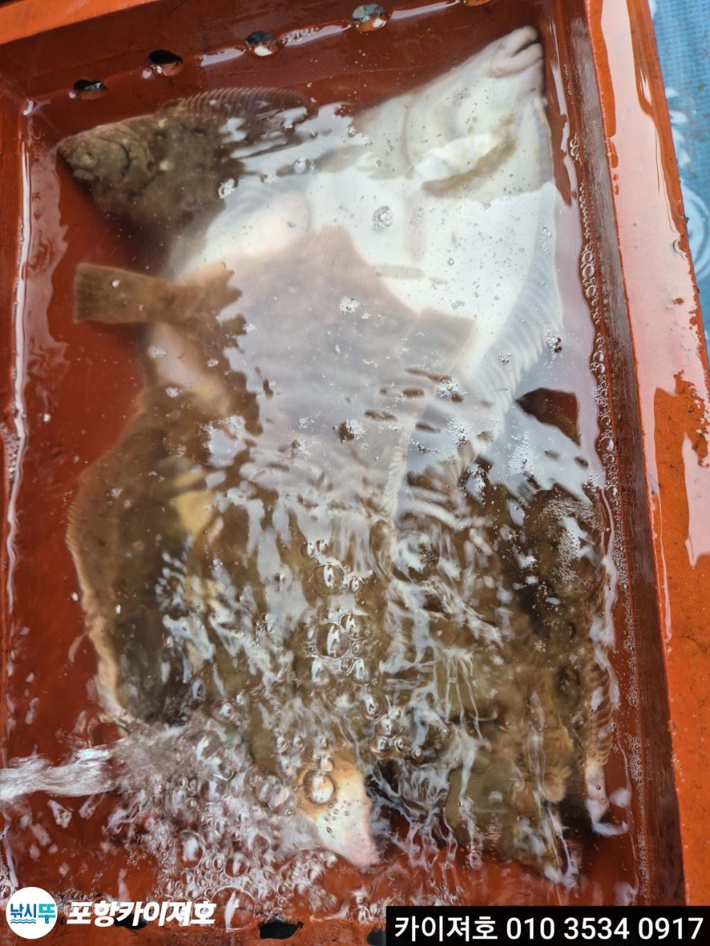 낚시뚜,도다리,영일만항,포항카이져호,낚시뚜22