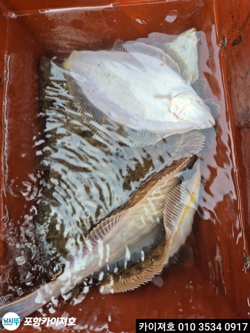 낚시뚜,도다리,영일만항,포항카이져호,낚시뚜21