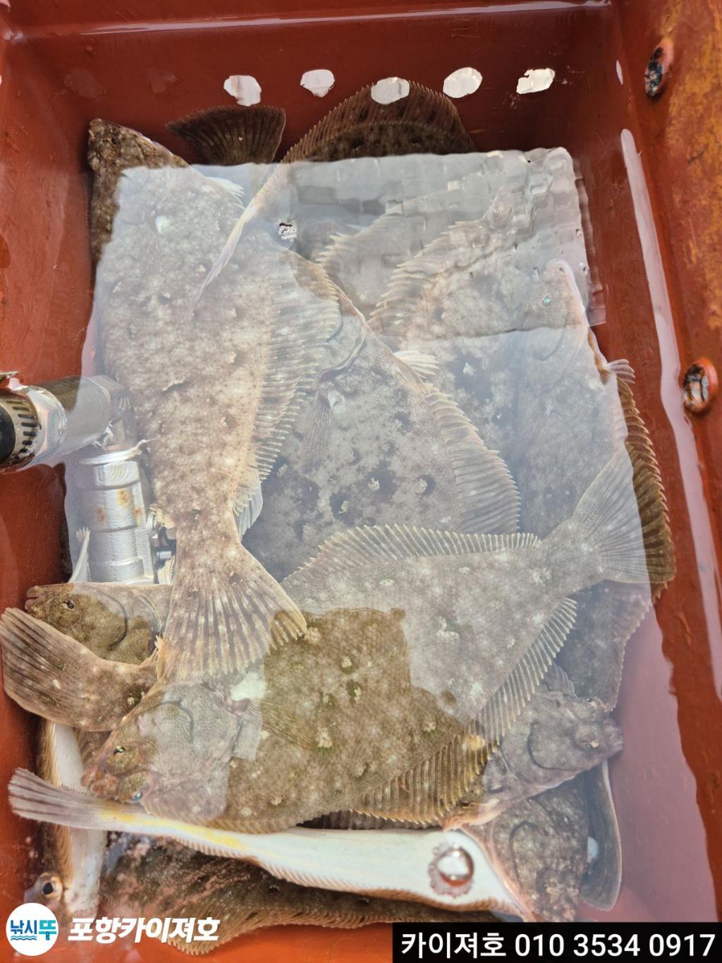 낚시뚜,도다리,영일만항,포항카이져호,낚시뚜15