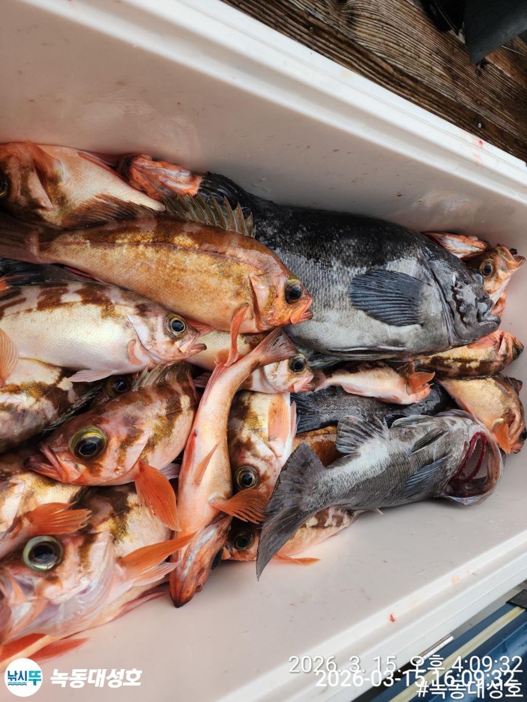 낚시뚜,우럭,열기,녹동항,녹동대성호,낚시뚜70