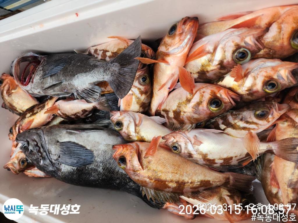 낚시뚜,우럭,열기,녹동항,녹동대성호,낚시뚜69
