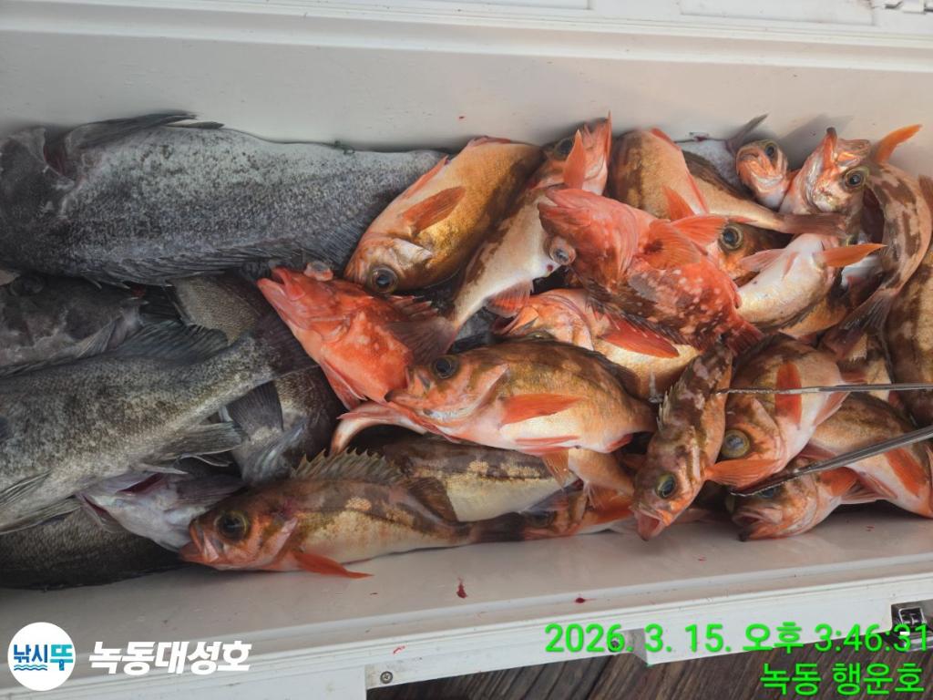낚시뚜,우럭,열기,녹동항,녹동대성호,낚시뚜68