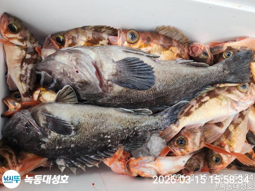 낚시뚜,우럭,열기,녹동항,녹동대성호,낚시뚜67
