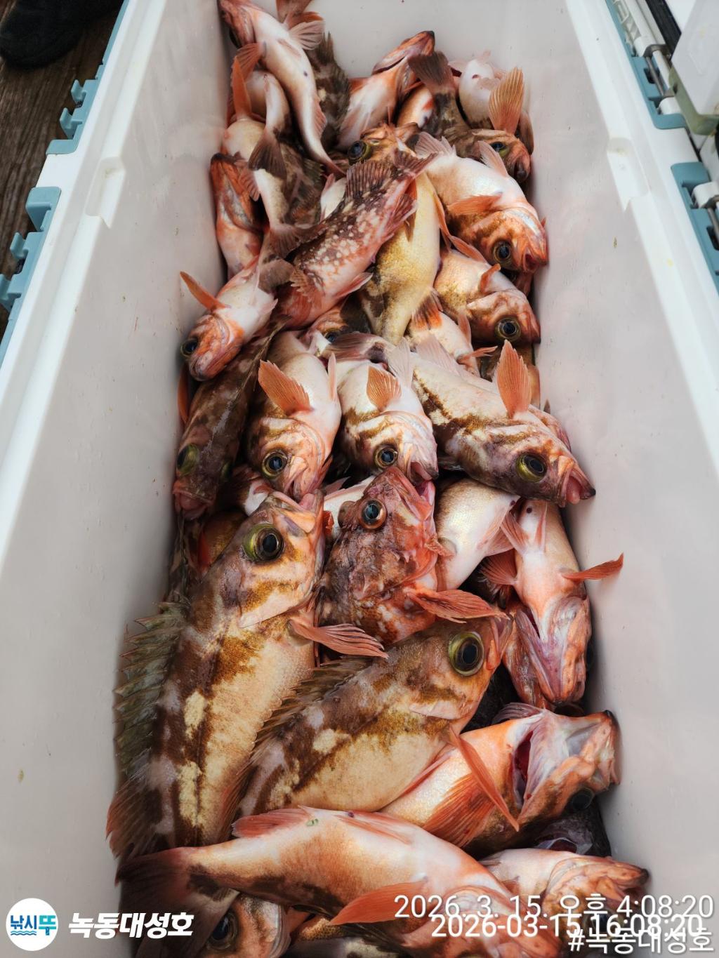 낚시뚜,우럭,열기,녹동항,녹동대성호,낚시뚜66