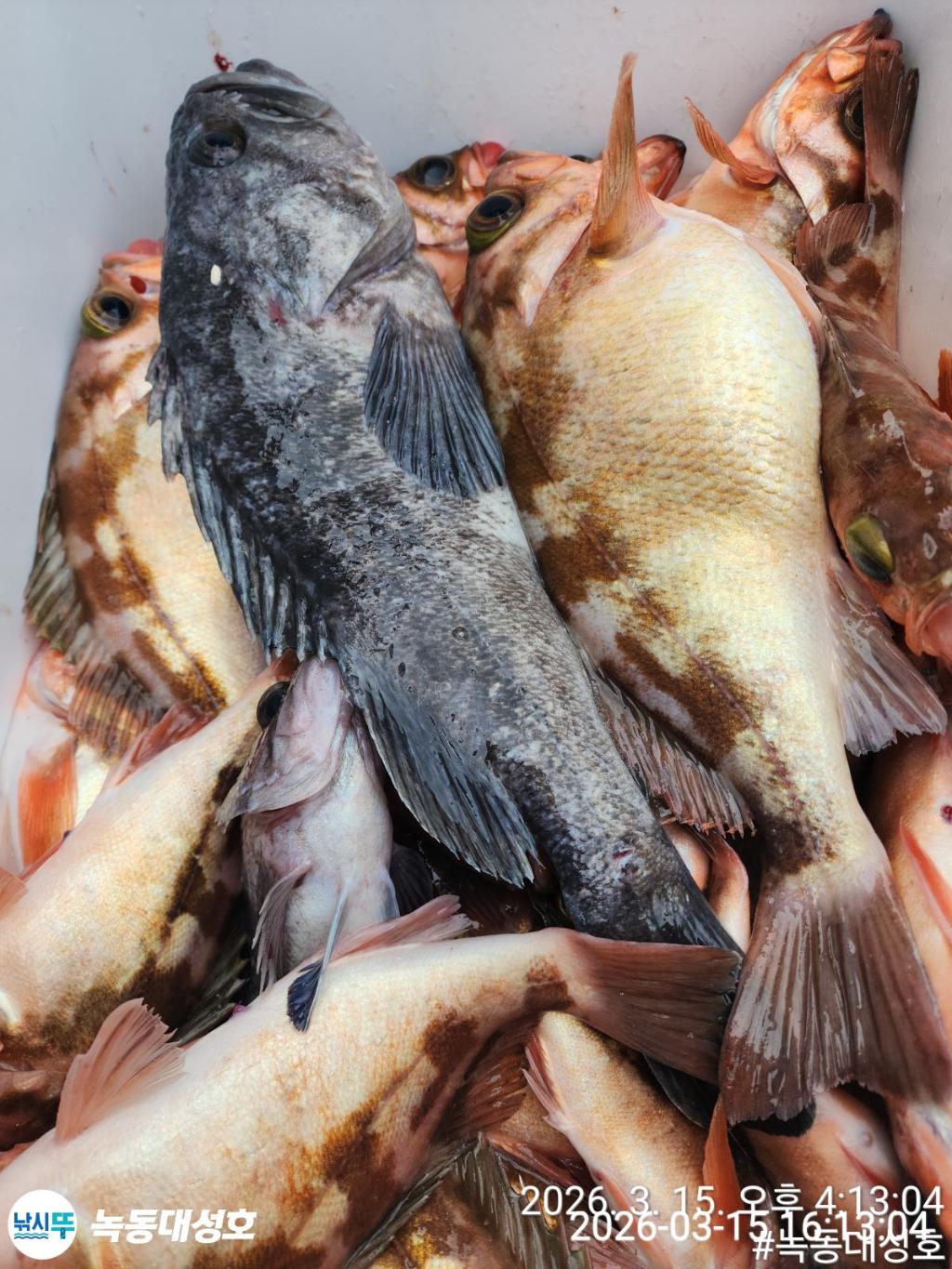 낚시뚜,우럭,열기,녹동항,녹동대성호,낚시뚜65