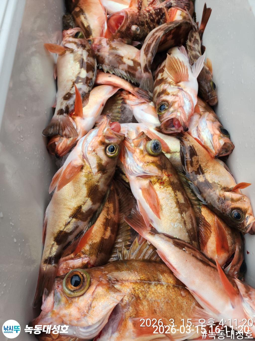 낚시뚜,우럭,열기,녹동항,녹동대성호,낚시뚜64