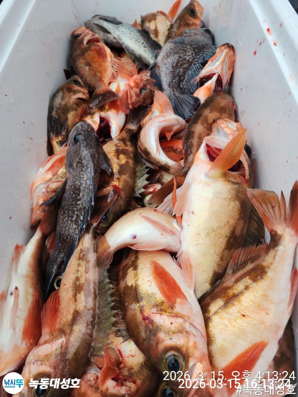 낚시뚜,우럭,열기,녹동항,녹동대성호,낚시뚜63