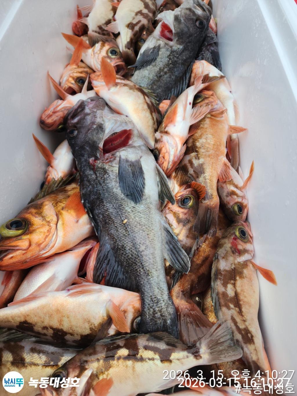 낚시뚜,우럭,열기,녹동항,녹동대성호,낚시뚜62