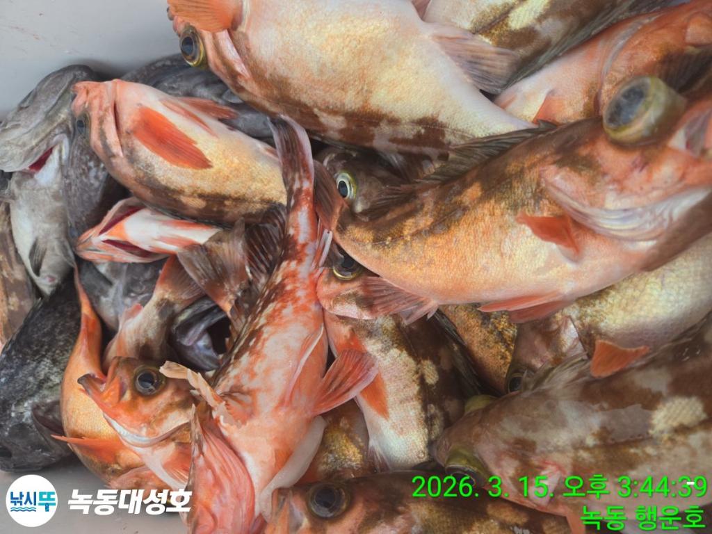 낚시뚜,우럭,열기,녹동항,녹동대성호,낚시뚜61