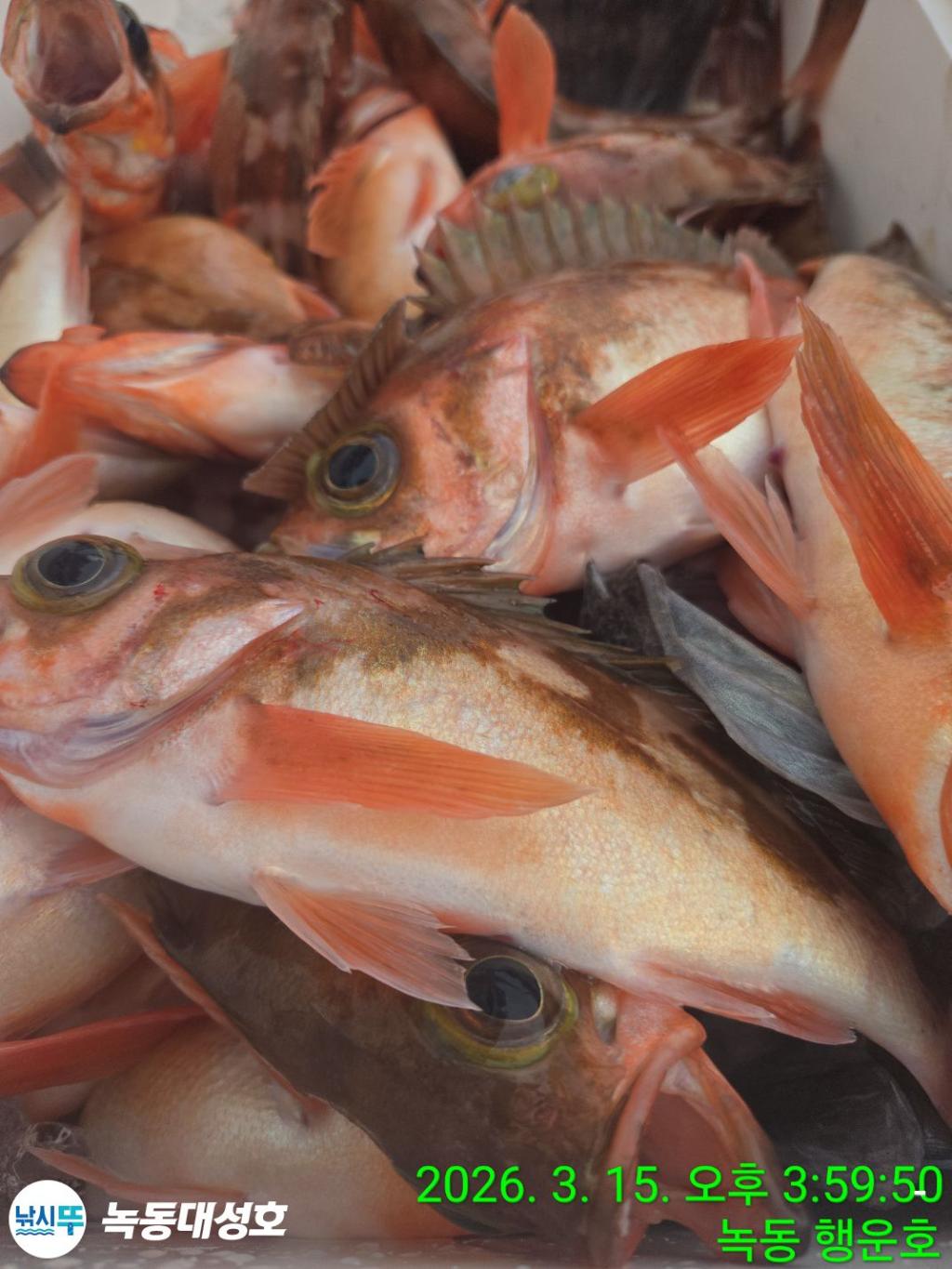 낚시뚜,우럭,열기,녹동항,녹동대성호,낚시뚜60