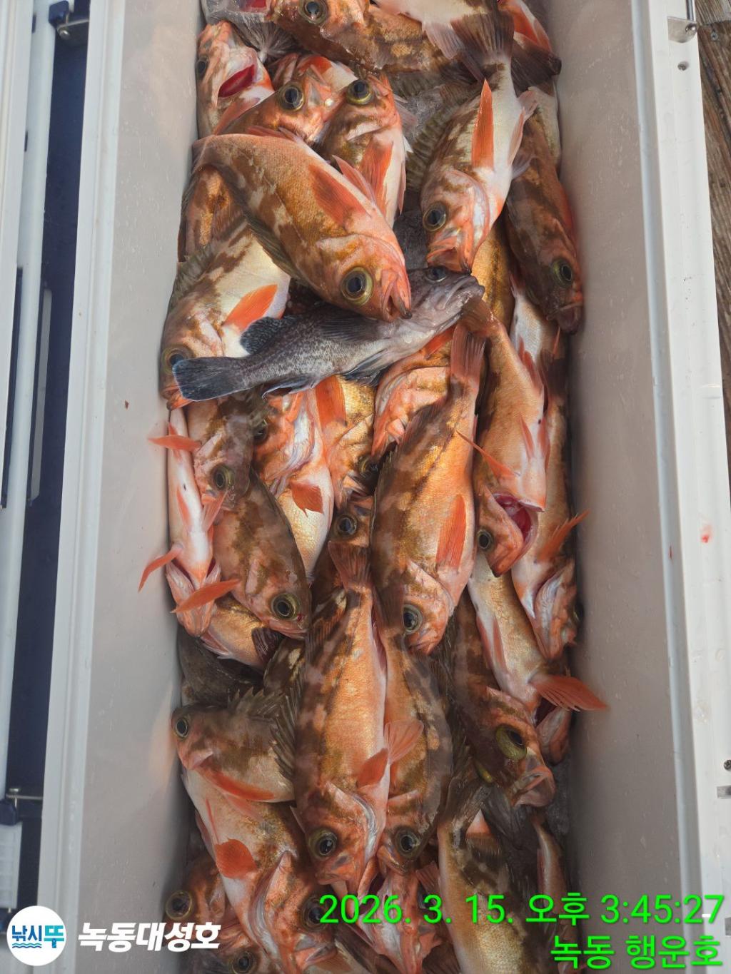 낚시뚜,우럭,열기,녹동항,녹동대성호,낚시뚜59