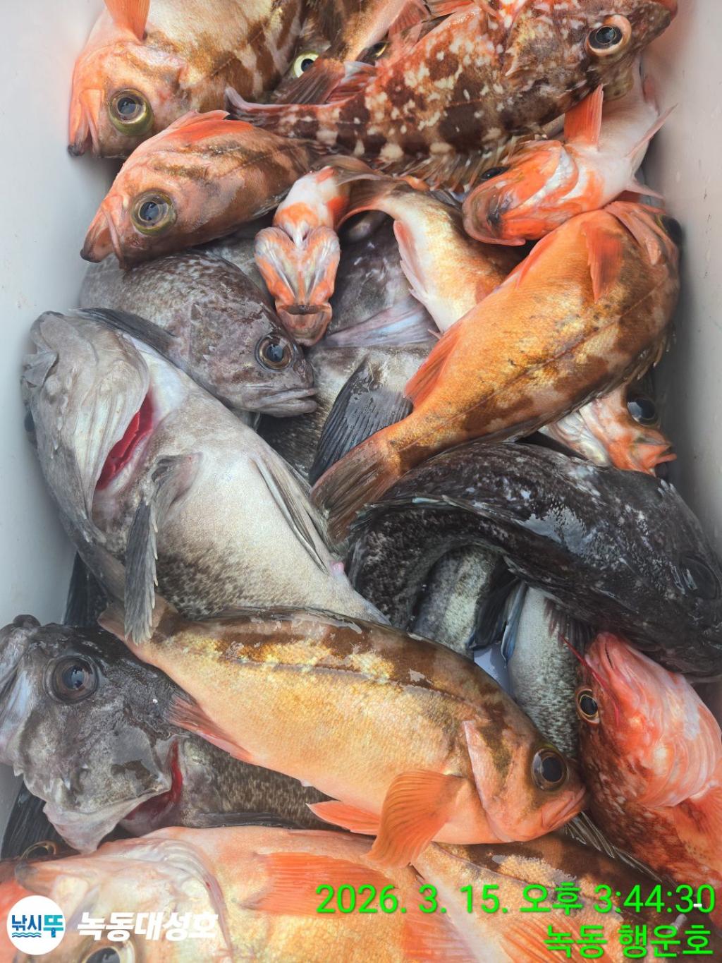 낚시뚜,우럭,열기,녹동항,녹동대성호,낚시뚜58