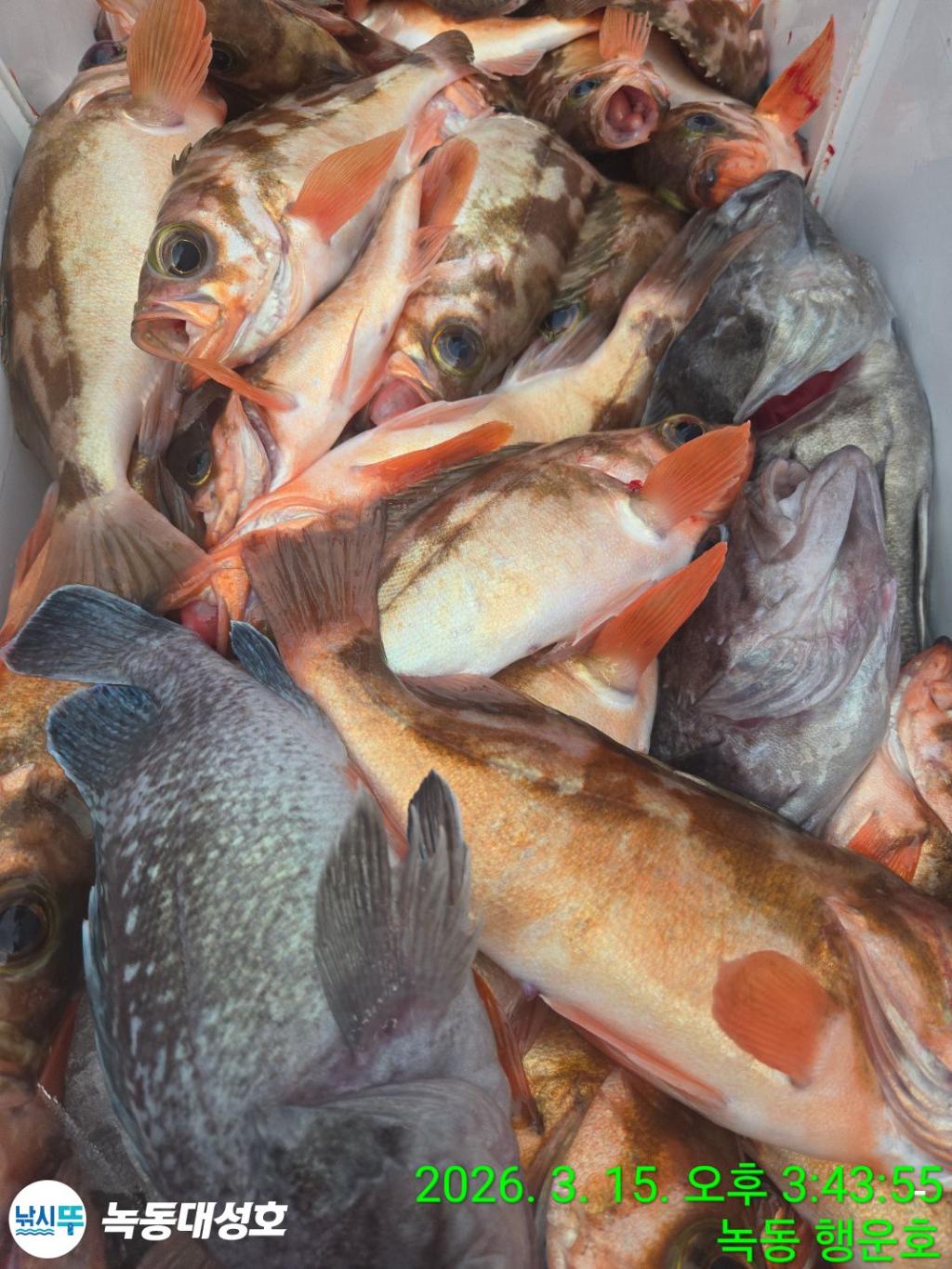 낚시뚜,우럭,열기,녹동항,녹동대성호,낚시뚜57