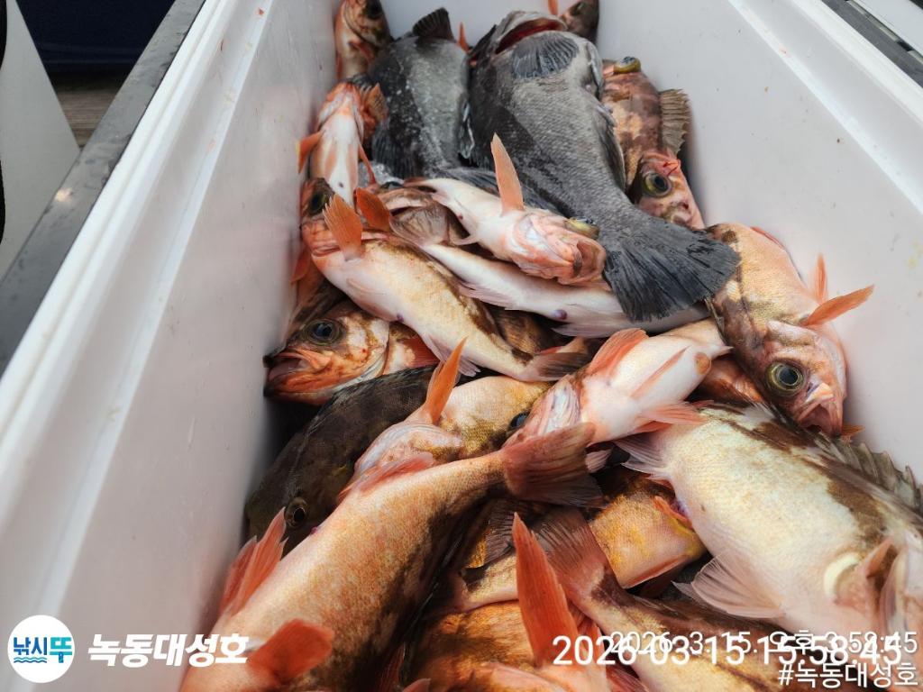 낚시뚜,우럭,열기,녹동항,녹동대성호,낚시뚜56