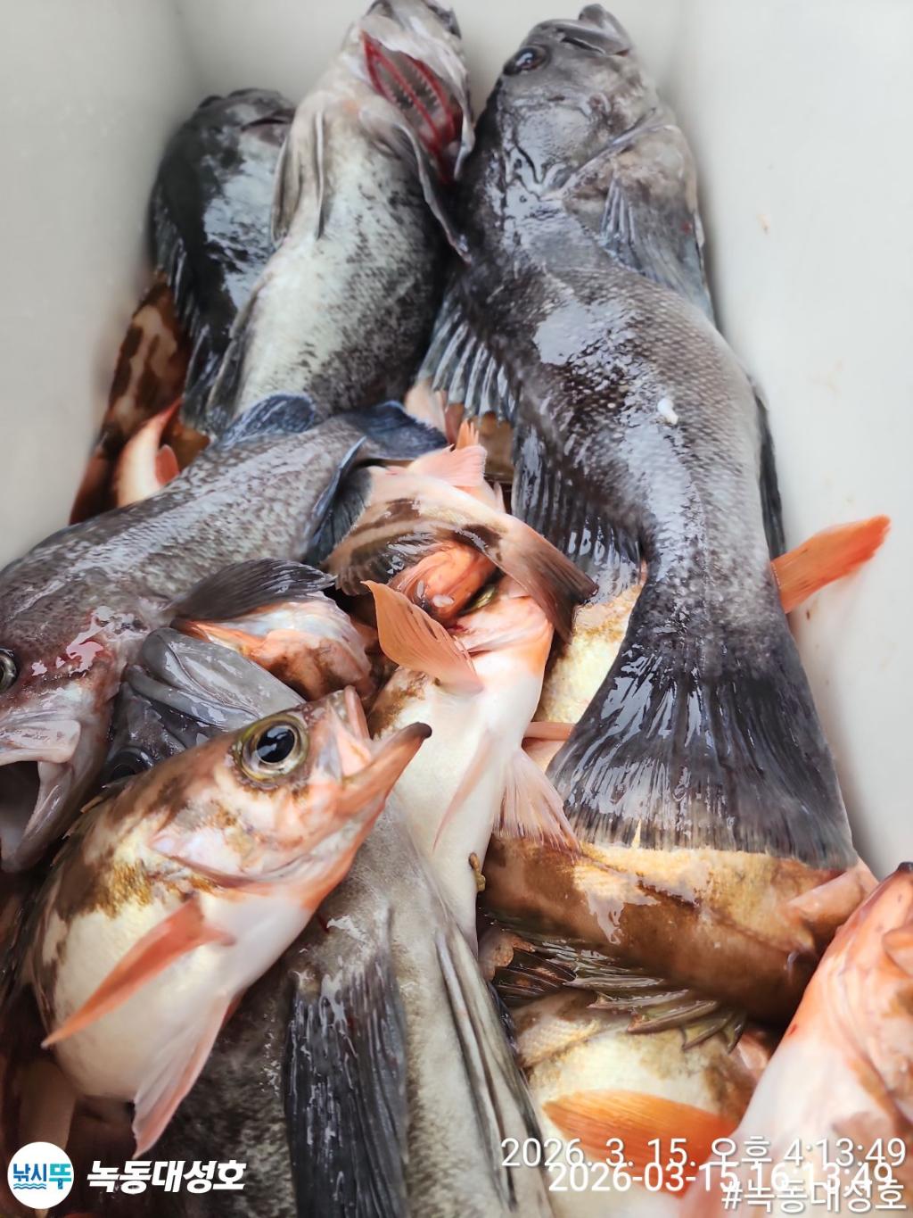 낚시뚜,우럭,열기,녹동항,녹동대성호,낚시뚜55