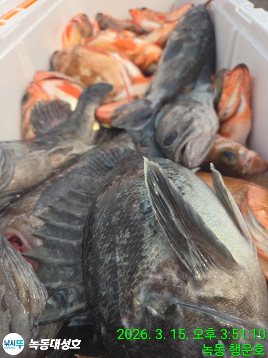 낚시뚜,우럭,열기,녹동항,녹동대성호,낚시뚜54