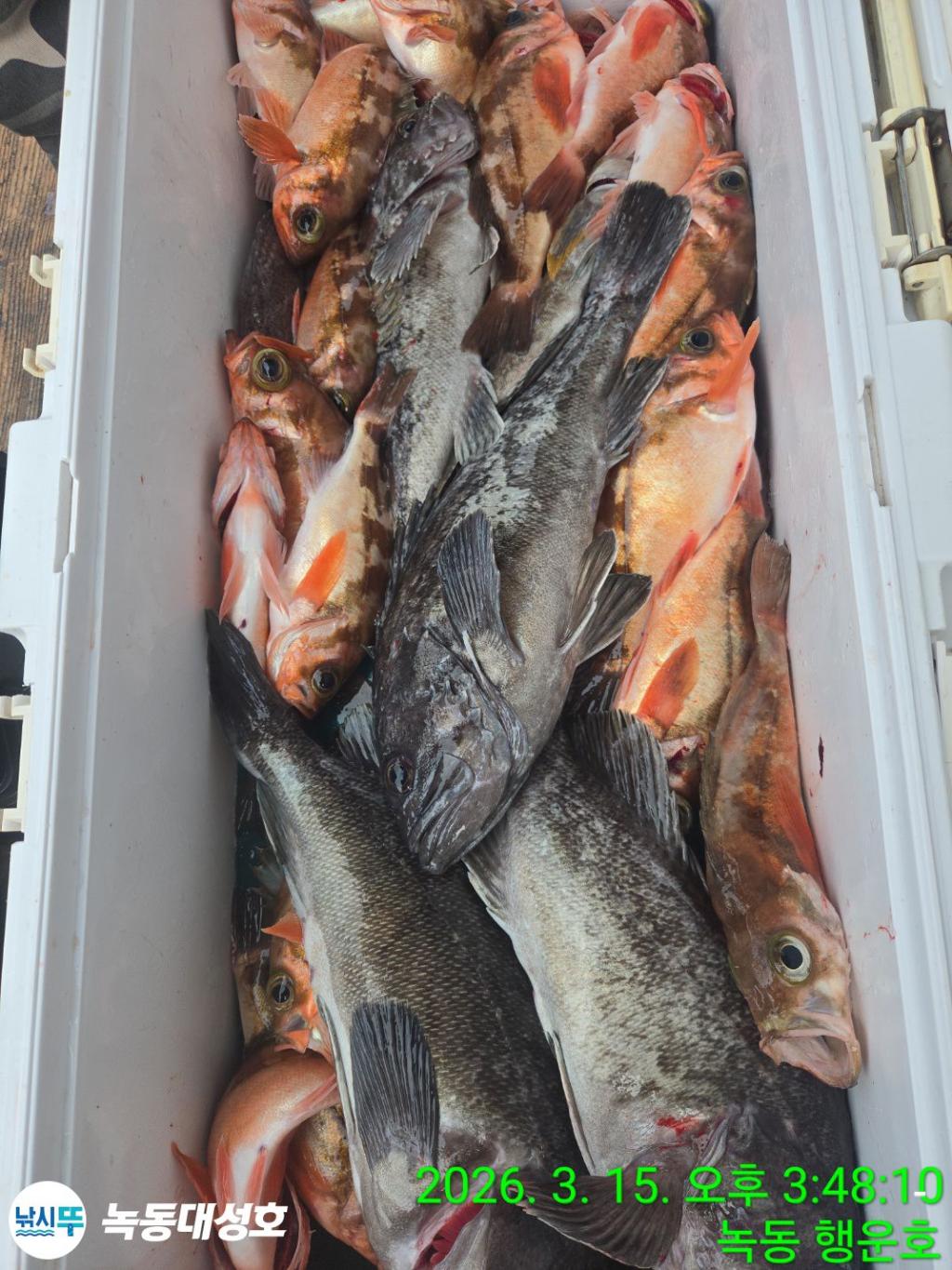 낚시뚜,우럭,열기,녹동항,녹동대성호,낚시뚜53