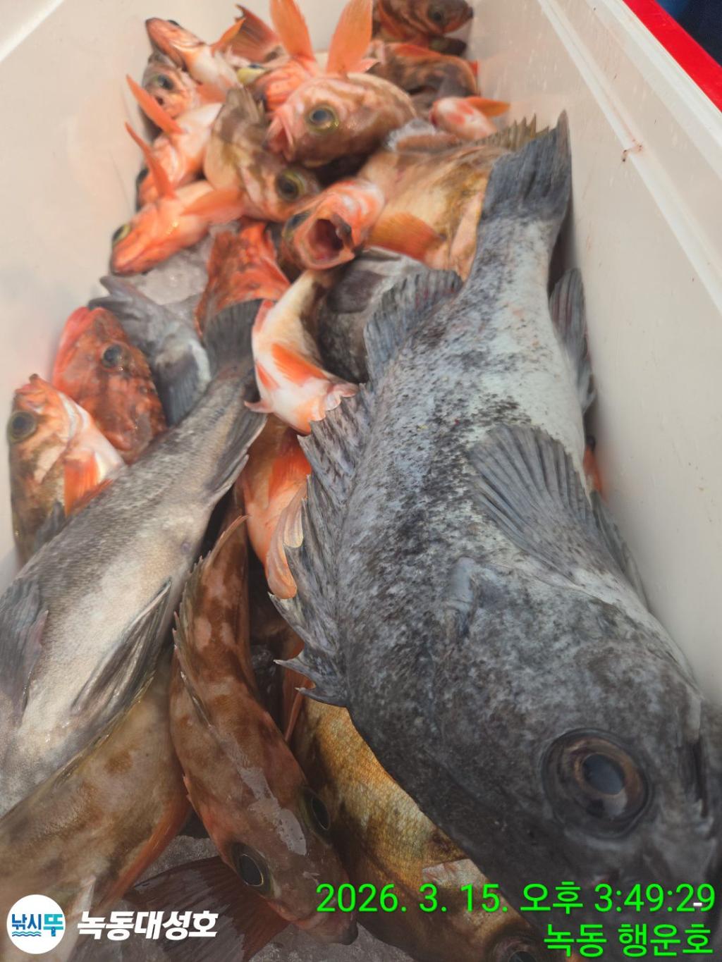 낚시뚜,우럭,열기,녹동항,녹동대성호,낚시뚜52