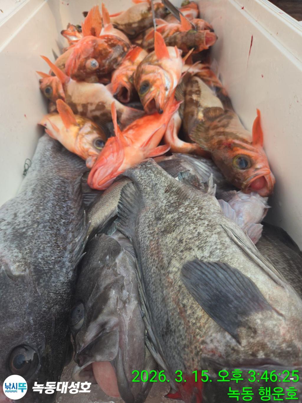 낚시뚜,우럭,열기,녹동항,녹동대성호,낚시뚜51