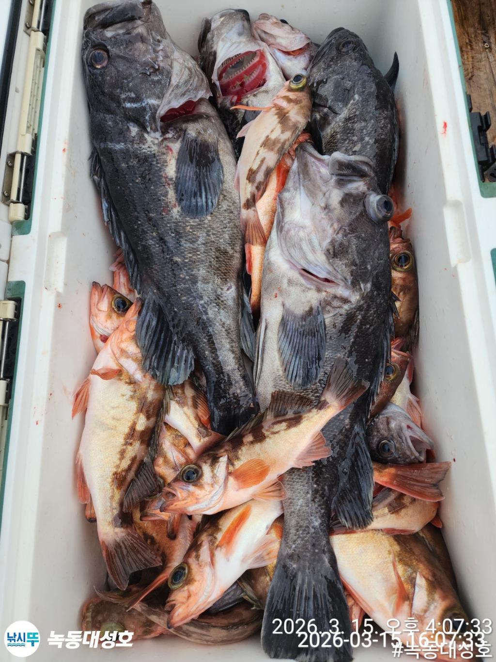 낚시뚜,우럭,열기,녹동항,녹동대성호,낚시뚜50