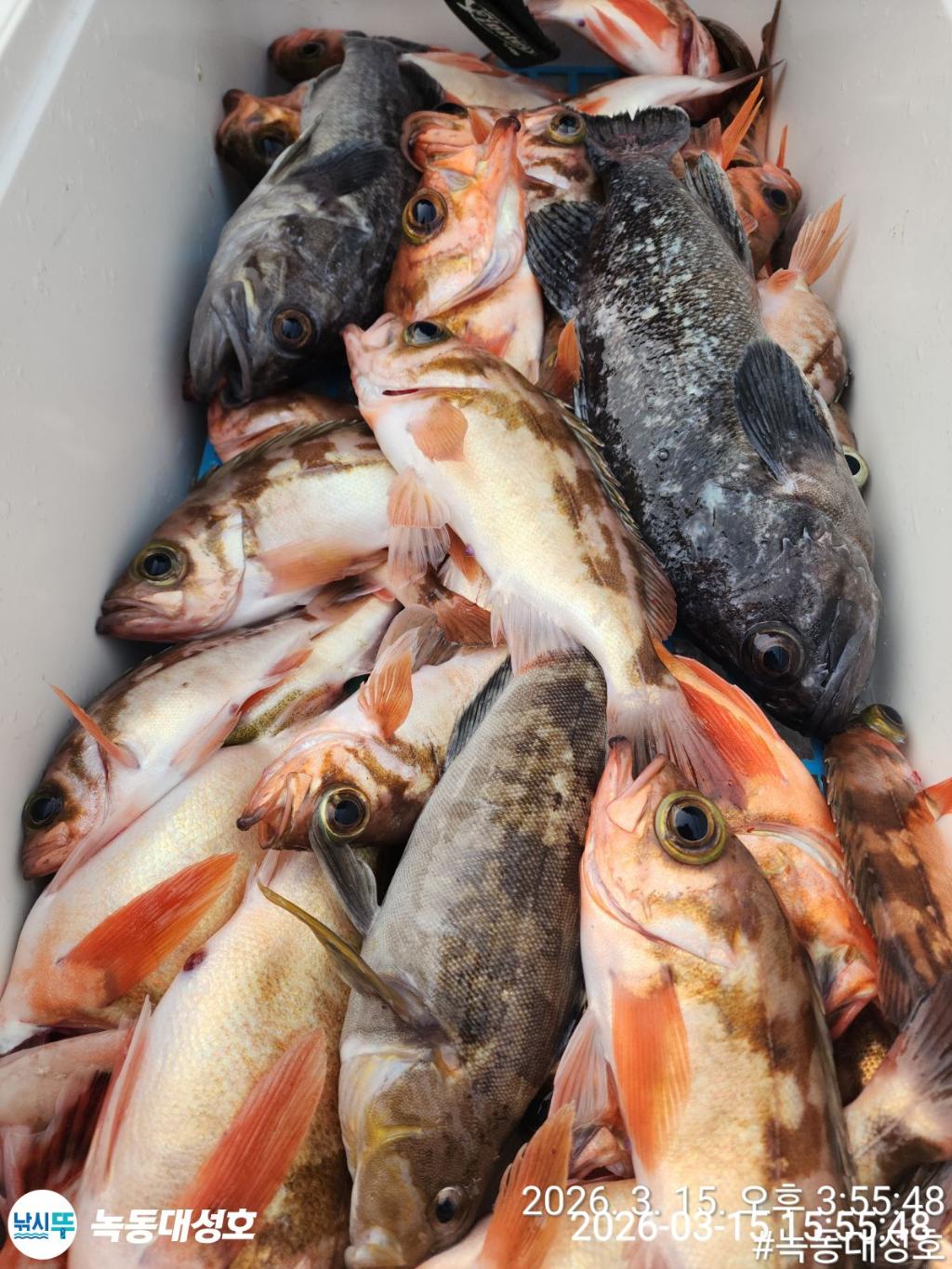 낚시뚜,우럭,열기,녹동항,녹동대성호,낚시뚜49