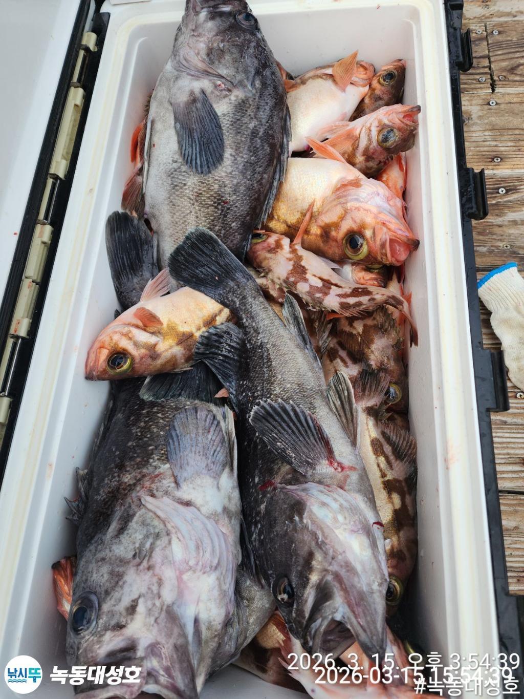 낚시뚜,우럭,열기,녹동항,녹동대성호,낚시뚜47