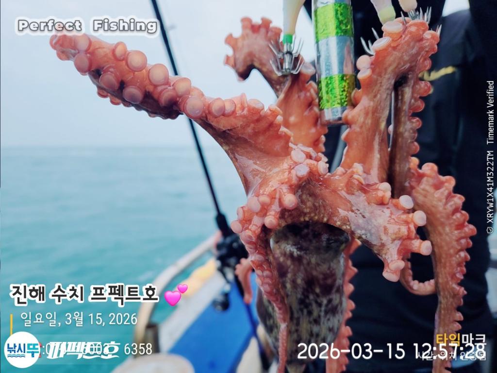 낚시뚜,돌문어,진해 수치마을 방파제,퍼펙트호,낚시뚜1