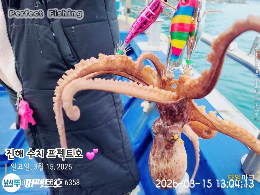 낚시뚜,돌문어,진해 수치마을 방파제,퍼펙트호,낚시뚜0