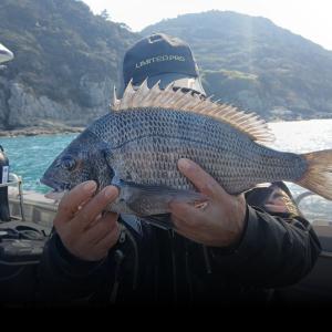 조황, 실전낚시 3월15일 감성돔 벵에돔을 대상으로 다녀왔습니다 