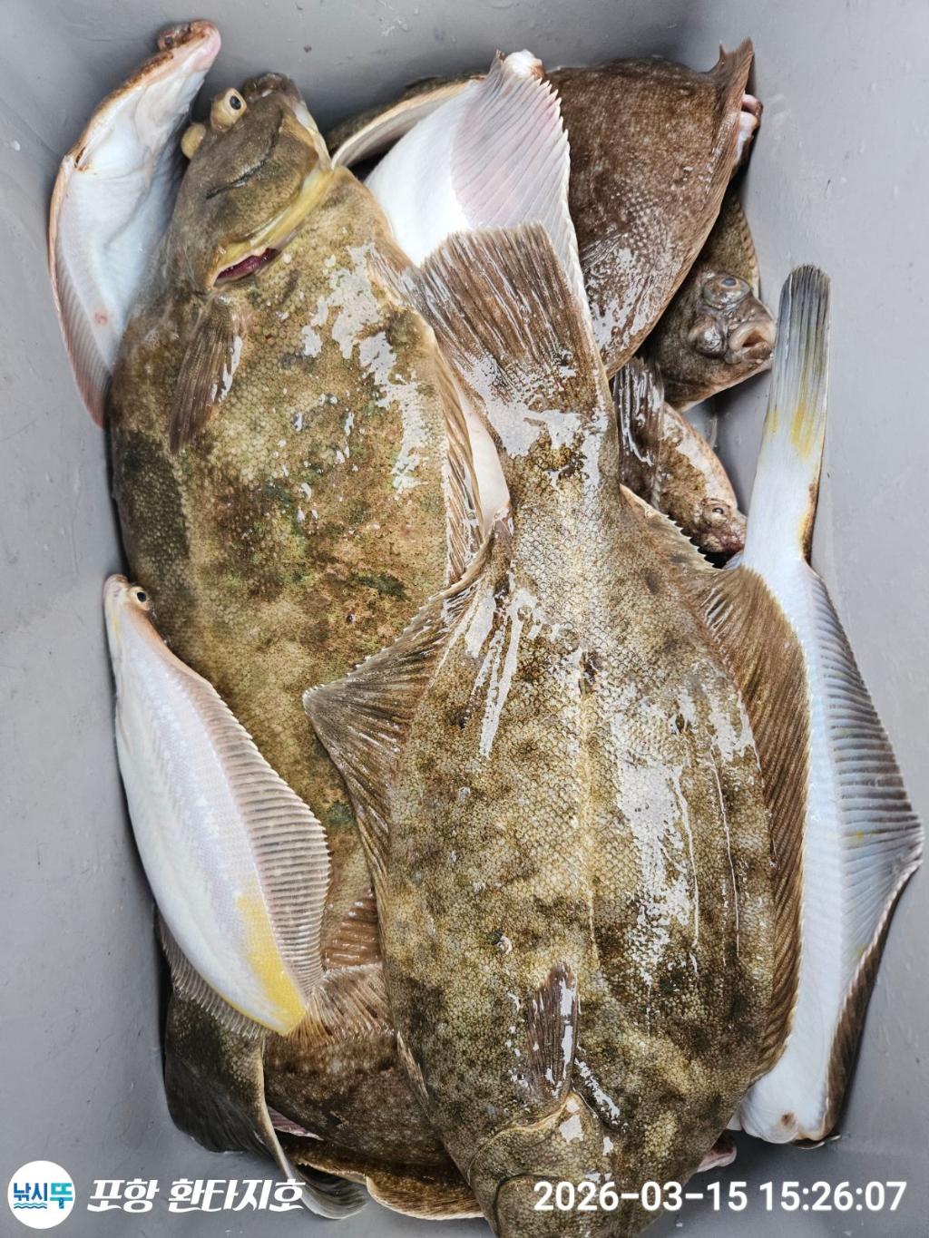 낚시뚜,도다리,포항 동빈항,포항 환타지호,낚시뚜13