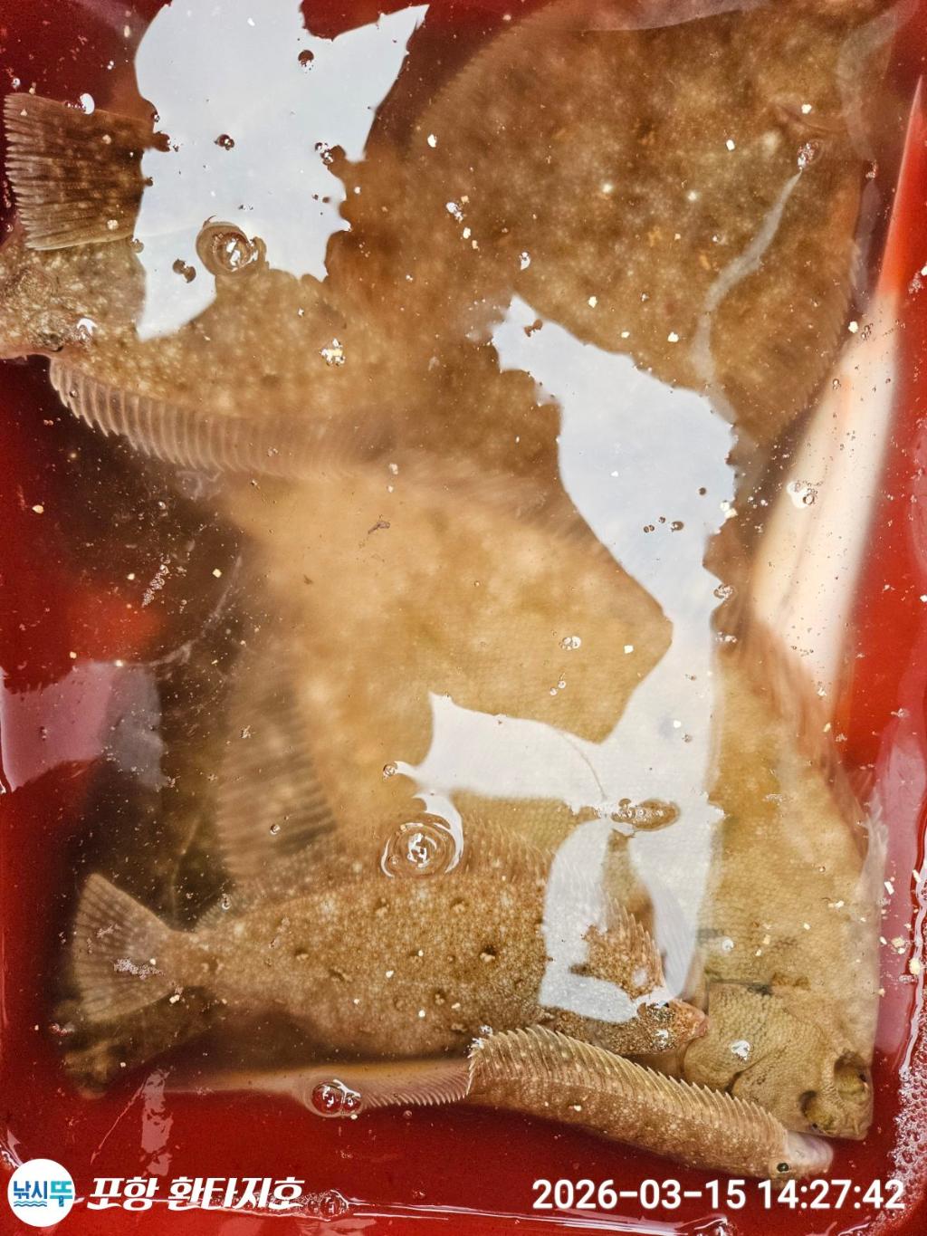 낚시뚜,도다리,포항 동빈항,포항 환타지호,낚시뚜8