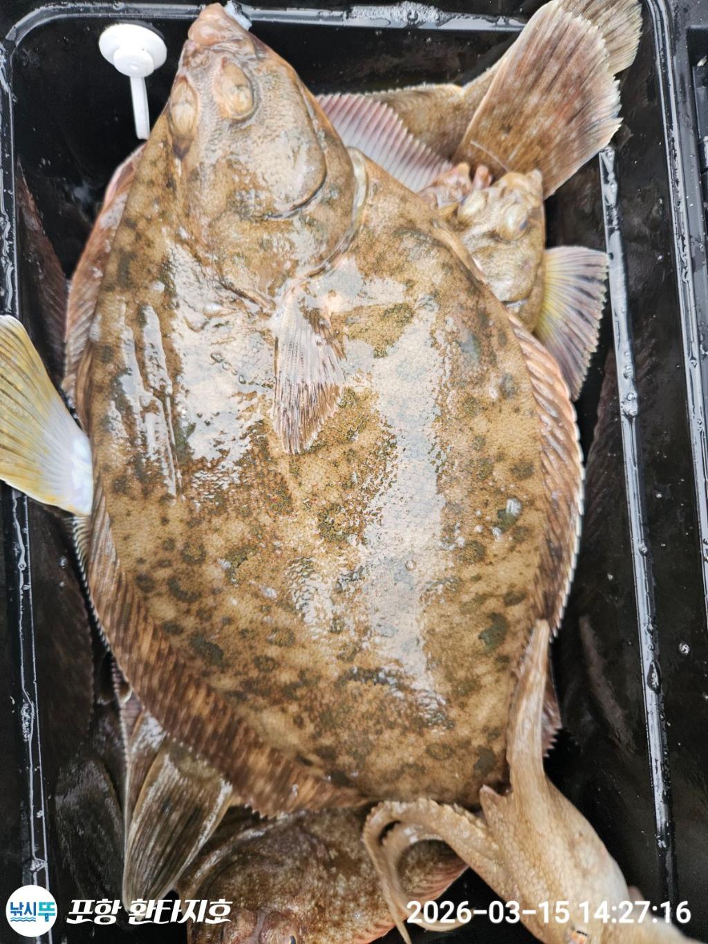 낚시뚜,도다리,포항 동빈항,포항 환타지호,낚시뚜7