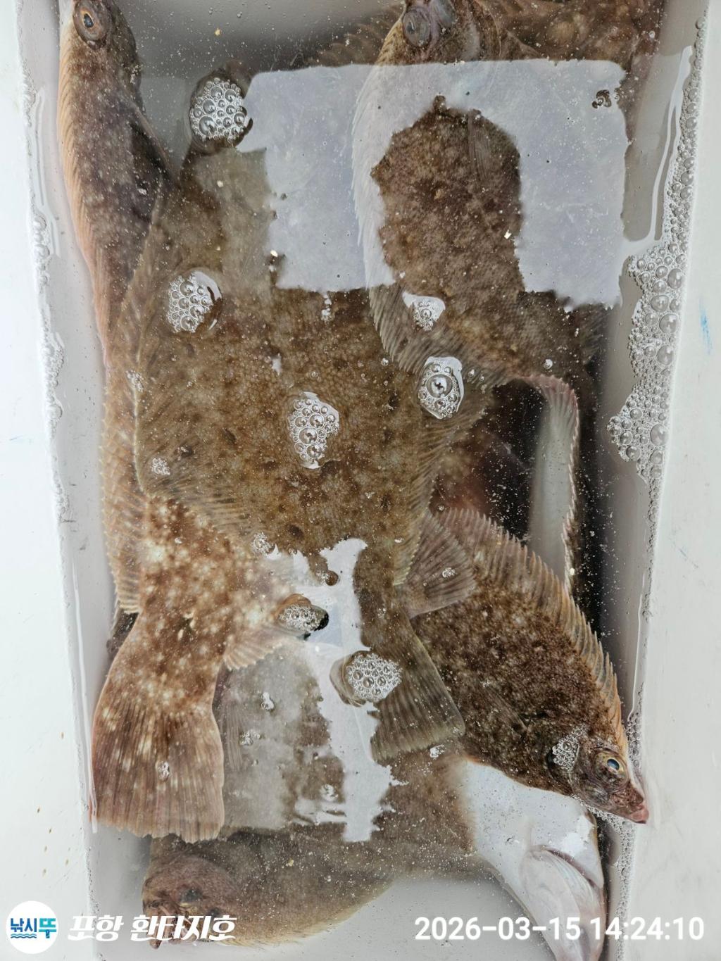 낚시뚜,도다리,포항 동빈항,포항 환타지호,낚시뚜4