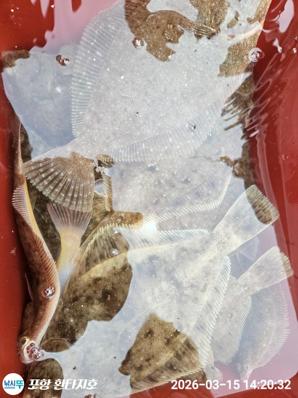 낚시뚜,도다리,포항 동빈항,포항 환타지호,낚시뚜2