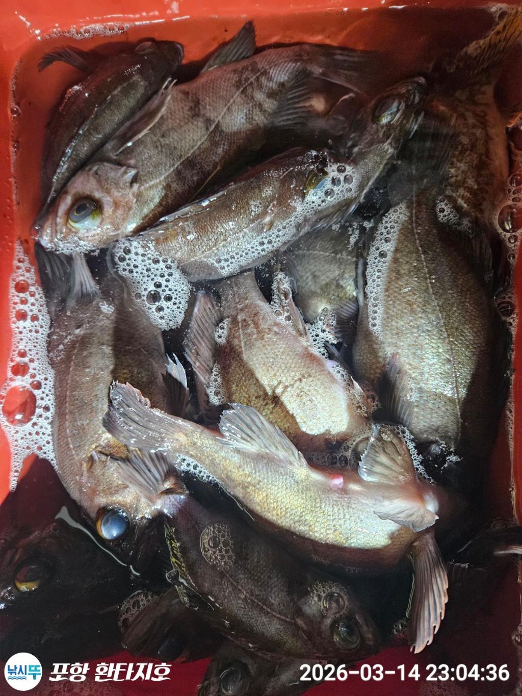 낚시뚜,볼락,포항 동빈항,포항 환타지호,낚시뚜16