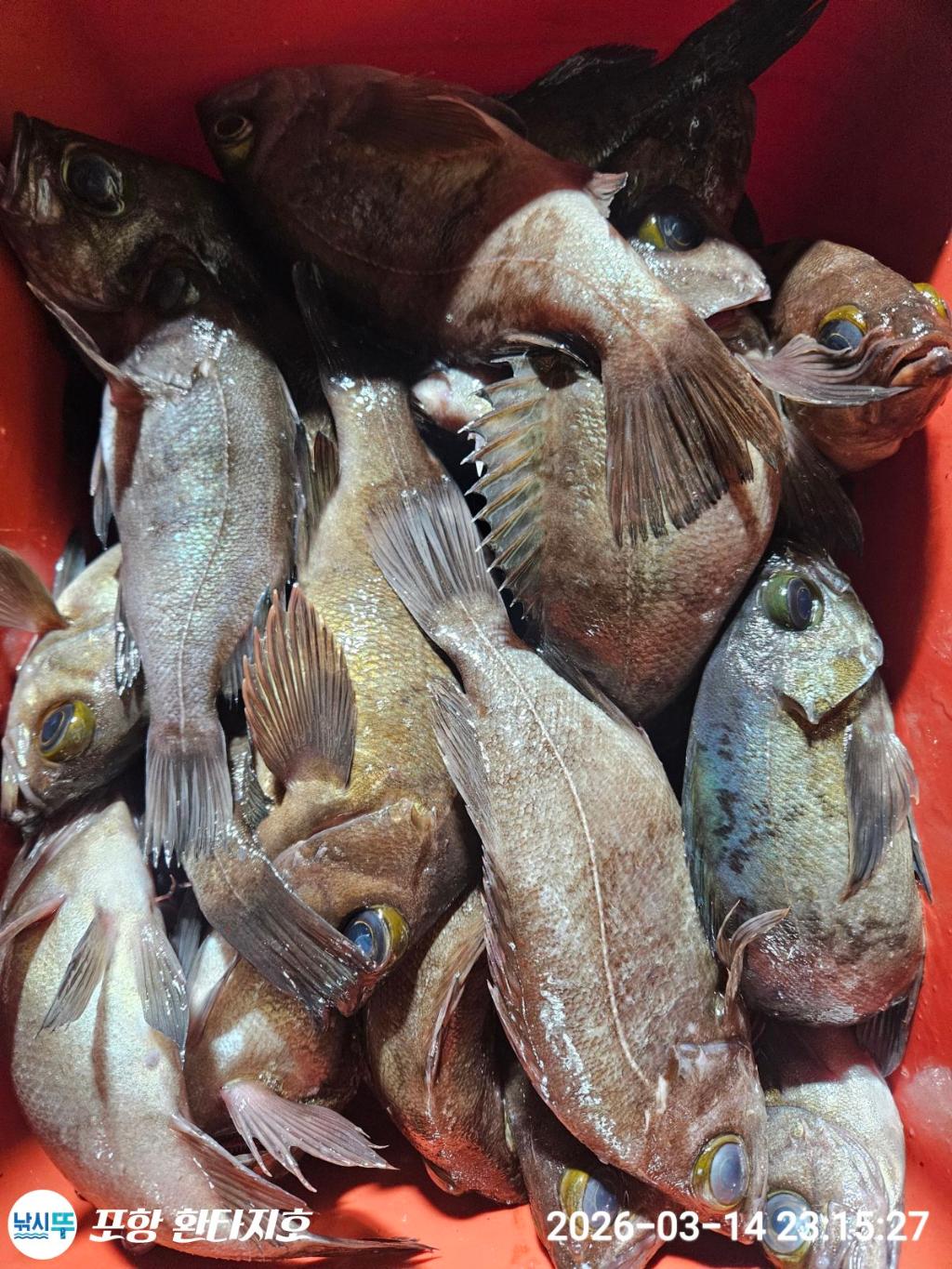 낚시뚜,볼락,포항 동빈항,포항 환타지호,낚시뚜14