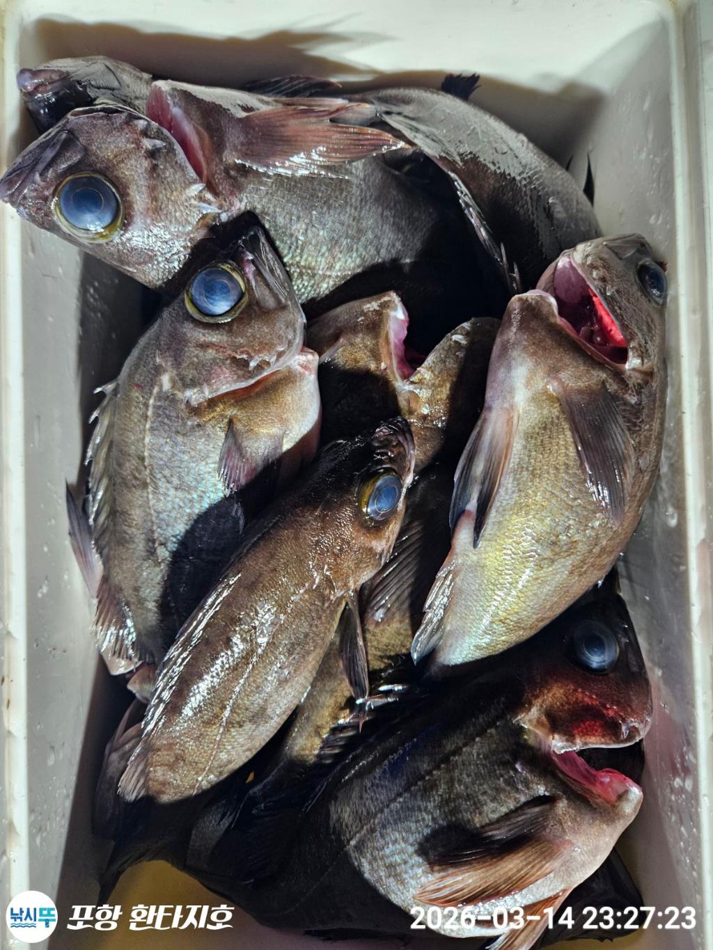 낚시뚜,볼락,포항 동빈항,포항 환타지호,낚시뚜12