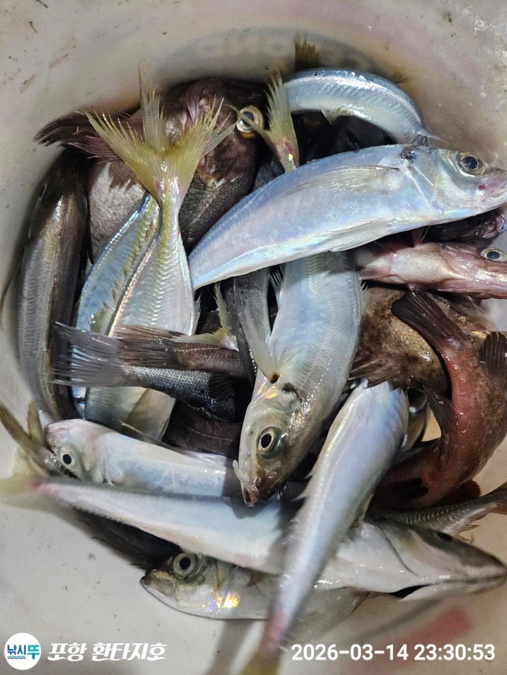 낚시뚜,볼락,포항 동빈항,포항 환타지호,낚시뚜10