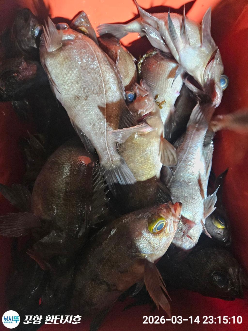 낚시뚜,볼락,포항 동빈항,포항 환타지호,낚시뚜7