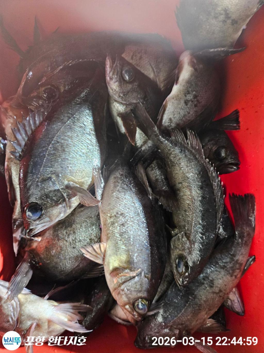 낚시뚜,볼락,포항 동빈항,포항 환타지호,낚시뚜5