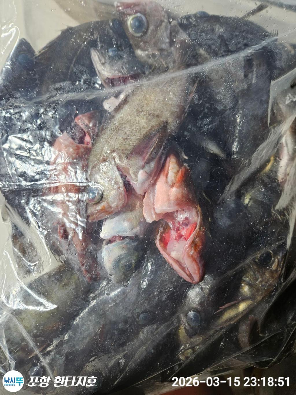 낚시뚜,볼락,포항 동빈항,포항 환타지호,낚시뚜4