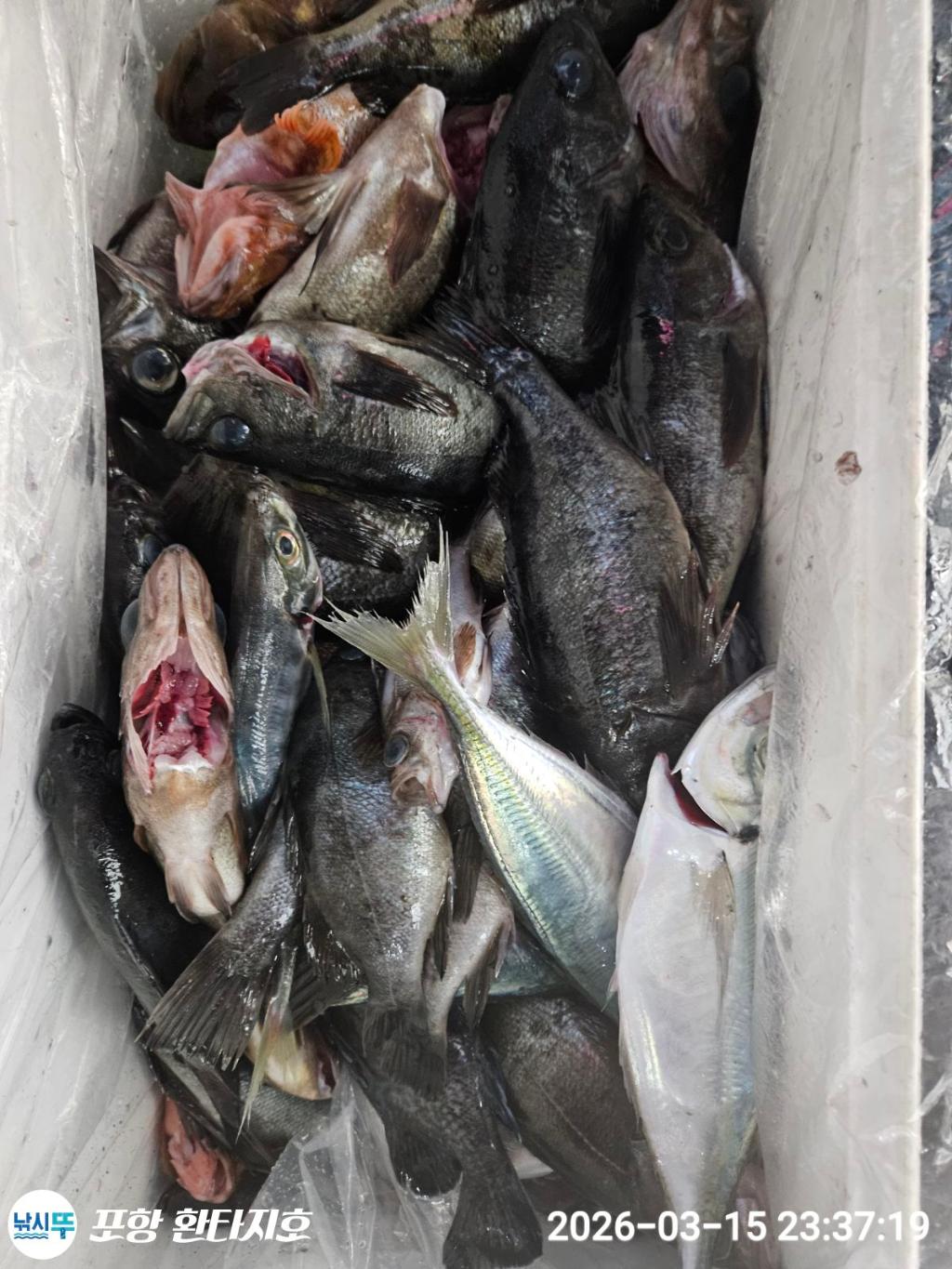 낚시뚜,볼락,포항 동빈항,포항 환타지호,낚시뚜2